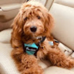 Meet your Posher, Doodle